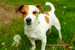 Jack russell terijer Jack russell terijer